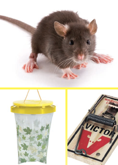 Cuáles son los tipos de trampas para roedores? - Fumigación Universal, C.A